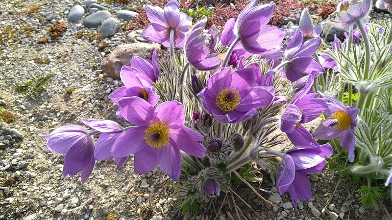 Pulsatilla subslavica